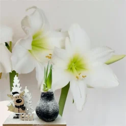 Amaryllis - Hippeastrum 'Winter Wonderland Reindeer'