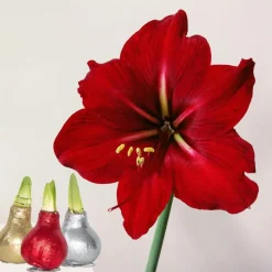 Amaryllis - Set van 3 - Hippeastrum 'Glitter Mix' - Bloembol - Rood