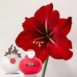 Amaryllis - Set van 2 - Hippeastrum 'Wax special Santa Mix'