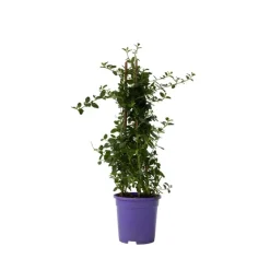 Amerikaanse sering - Ceanothus thyrsiflorus Repens - Hoogte 60-70cm - ⌀17cm