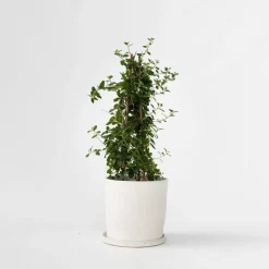 Amerikaanse sering - Ceanothus thyrsiflorus Repens - Hoogte 60-70cm - ⌀17cm