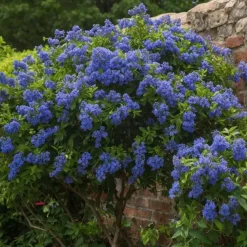 Amerikaanse sering - Ceanothus thyrsiflorus Repens - Hoogte 60-70cm - ⌀17cm