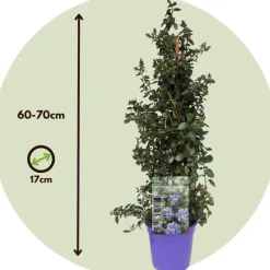 Amerikaanse sering - Ceanothus thyrsiflorus Repens - Hoogte 60-70cm - ⌀17cm