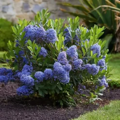 Amerikaanse sering - Ceanothus thyrsiflorus Repens - Hoogte 60-70cm - ⌀17cm