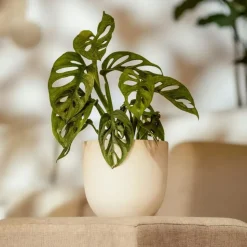 Apenmasker - Set van 2 - Monstera 'Monkey Mask' - Hoogte 25-30cm - ⌀12cm