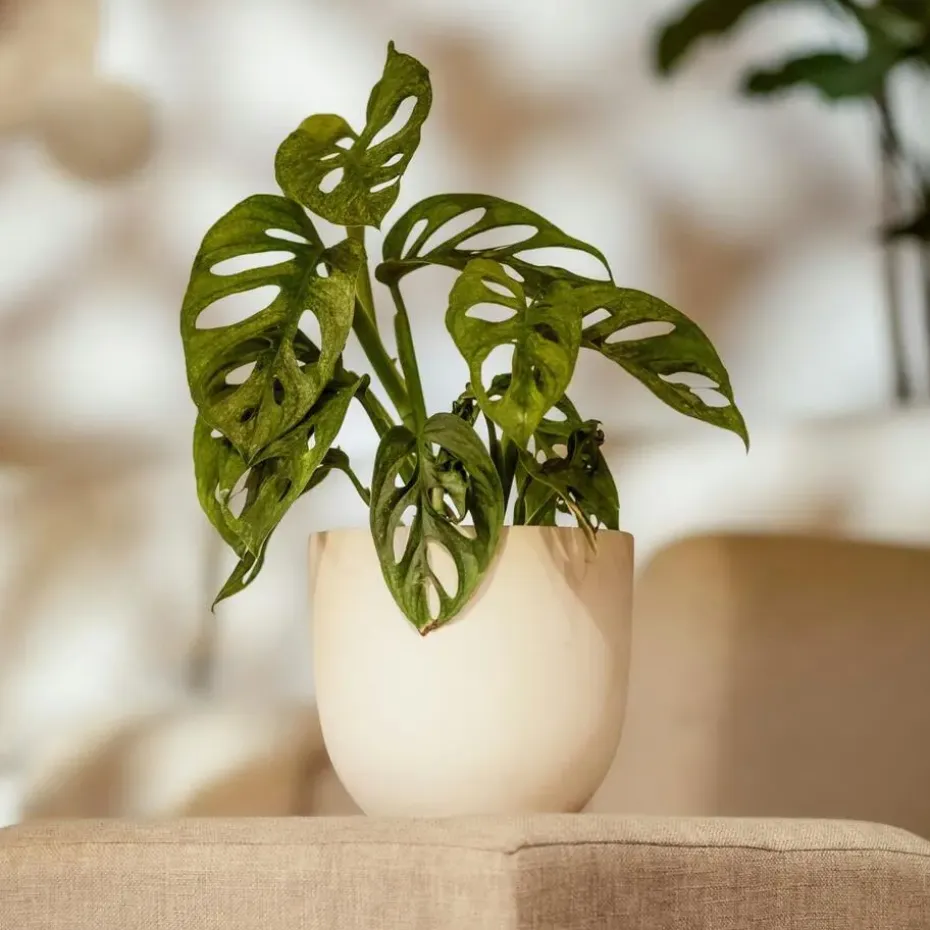 Apenmasker - Set van 2 - Monstera 'Monkey Mask' - Hoogte 25-30cm - ⌀12cm