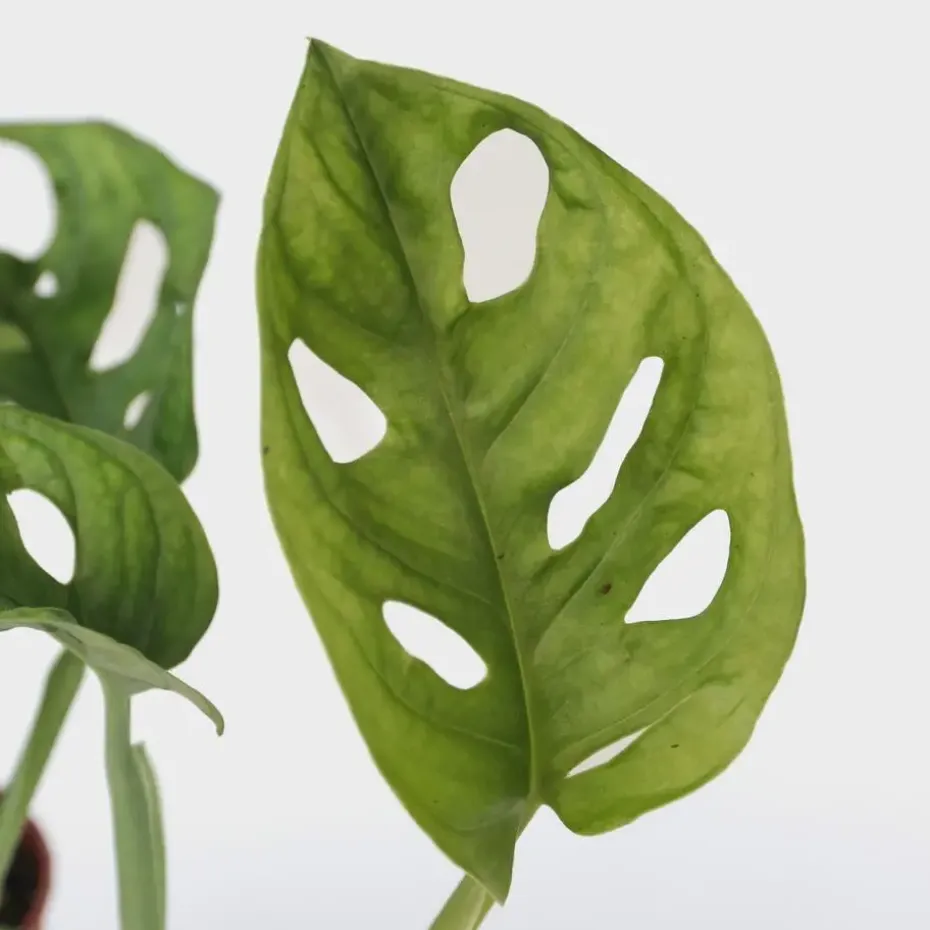 Apenmasker - Set van 2 - Monstera 'Monkey Mask' - Hoogte 25-30cm - ⌀12cm