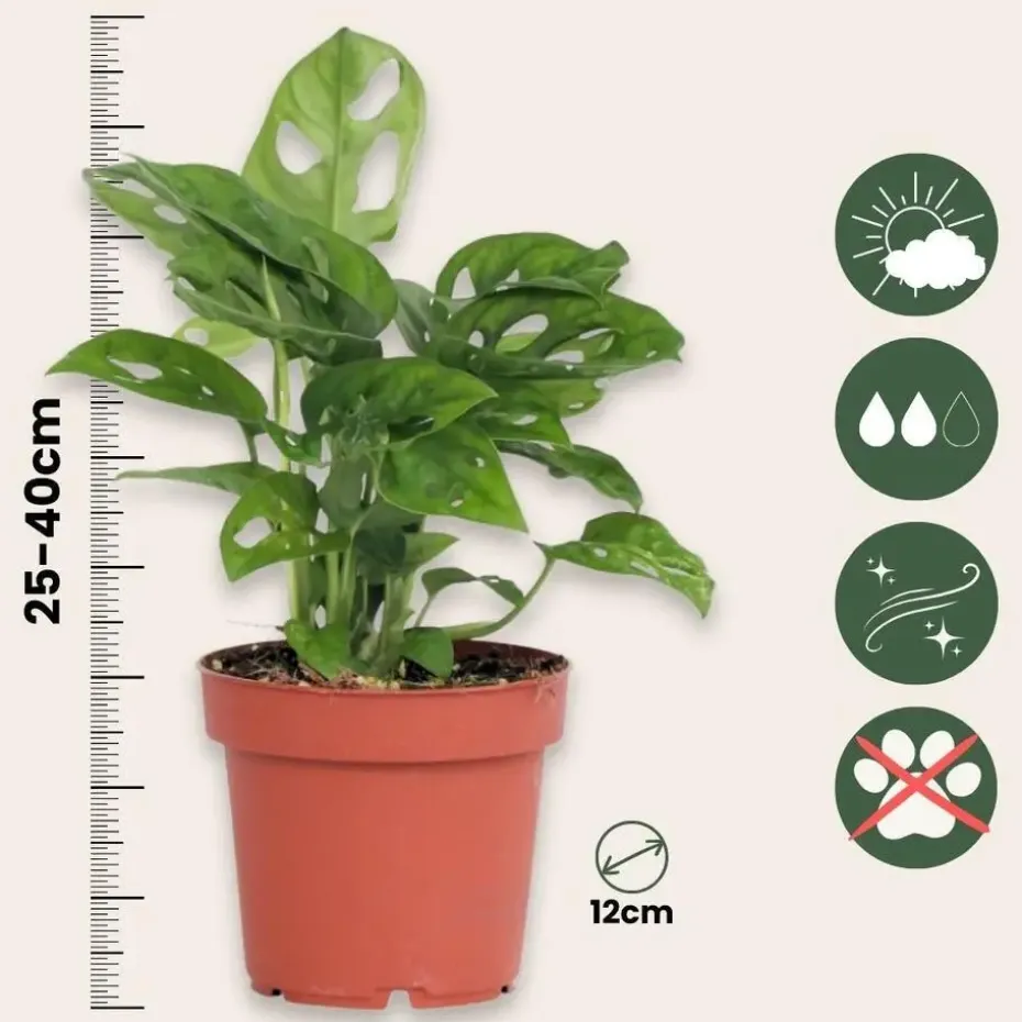 Apenmasker - Set van 2 - Monstera 'Monkey Mask' - Hoogte 25-30cm - ⌀12cm