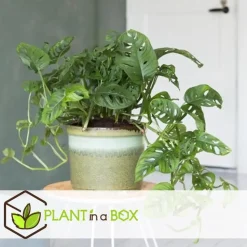 Apenmasker - Set van 2 - Monstera 'Monkey Mask' - Hoogte 25-30cm - ⌀12cm