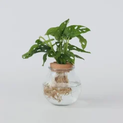 Apenmasker in glas - Monstera adansonii 'Monkey Mask' - Hoogte 25-35cm - ⌀20cm