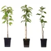 Appelboom-mix - Set van 3 - Malus - Hoogte 60-70cm - ⌀9cm