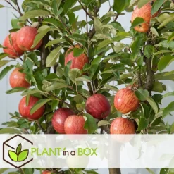 Appelboom-mix - Set van 3 - Malus - Hoogte 60-70cm - ⌀9cm