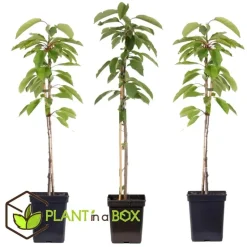 Appelboom-mix - Set van 3 - Malus - Hoogte 60-70cm - ⌀9cm