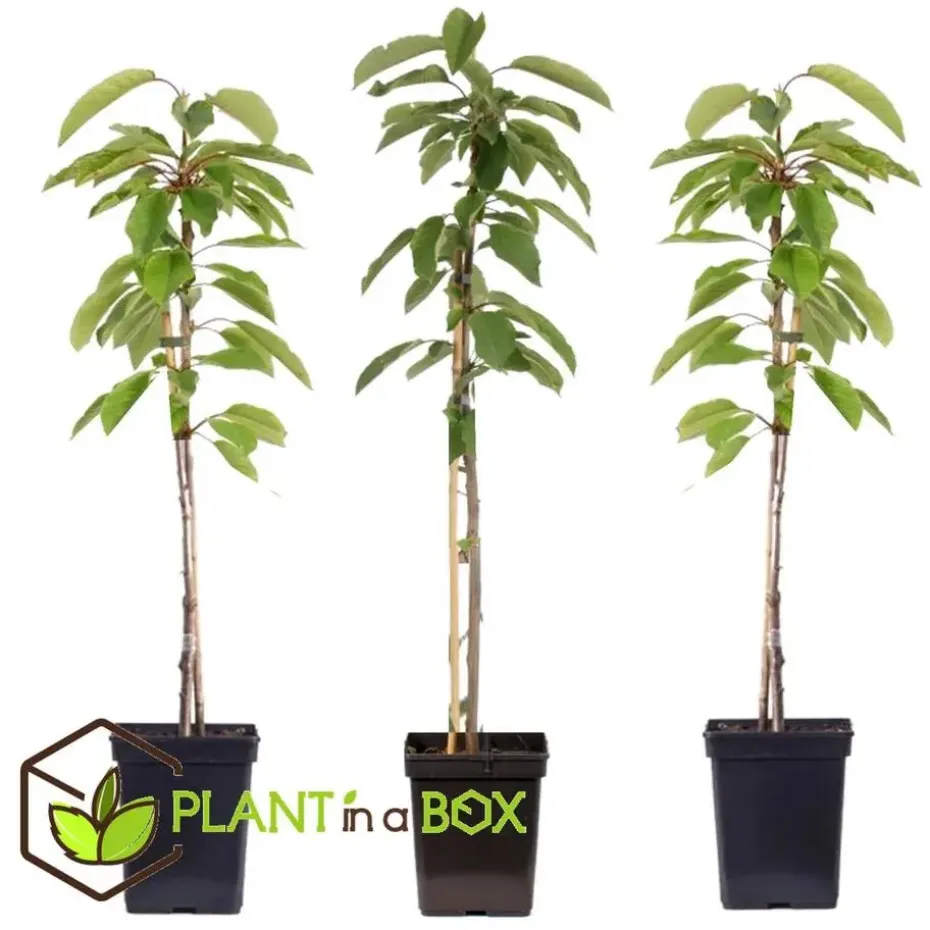 Appelboom-mix - Set van 3 - Malus - Hoogte 60-70cm - ⌀9cm