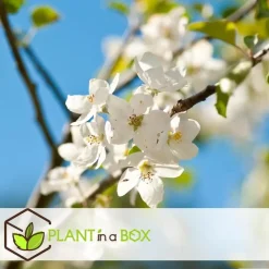 Appelboom-mix - Set van 3 - Malus - Hoogte 60-70cm - ⌀9cm