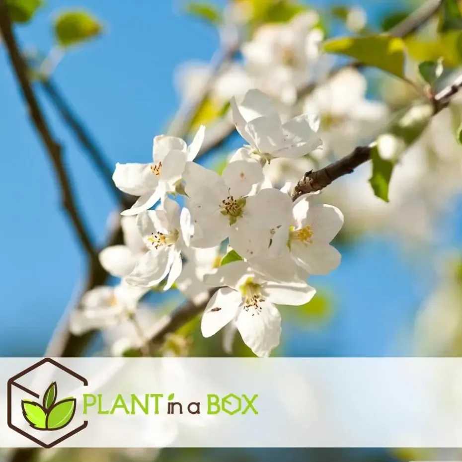 Appelboom-mix - Set van 3 - Malus - Hoogte 60-70cm - ⌀9cm