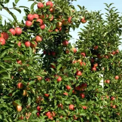 Appelboom-mix - Set van 3 - Malus - Hoogte 60-70cm - ⌀9cm