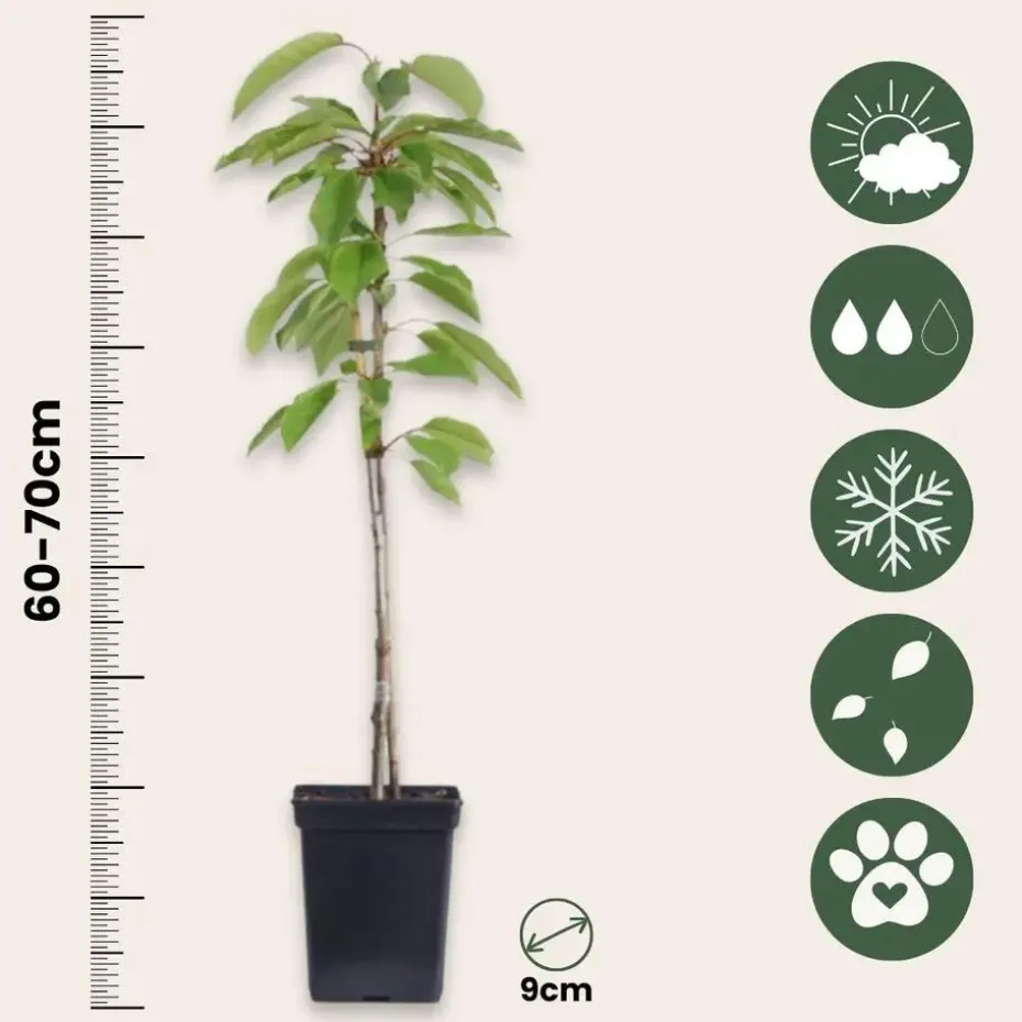 Appelboom-mix - Set van 3 - Malus - Hoogte 60-70cm - ⌀9cm