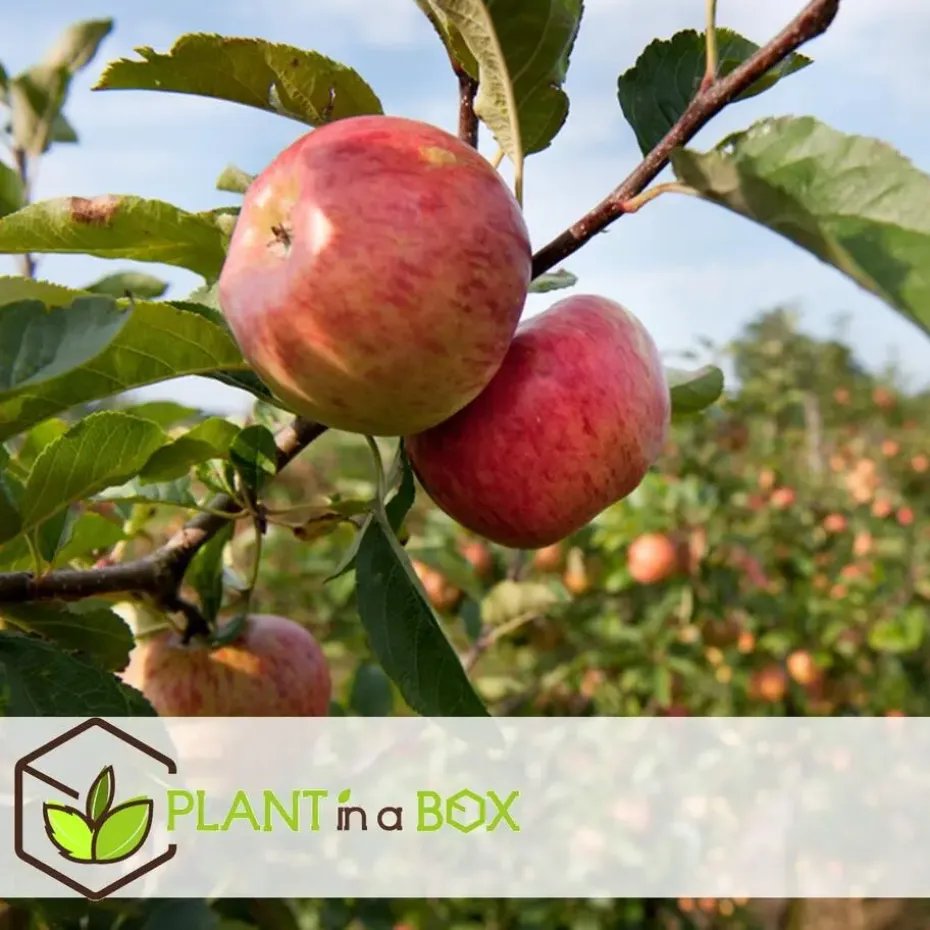 Appelboom-mix - Set van 3 - Malus - Hoogte 60-70cm - ⌀9cm