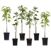 Appelboom-mix - Set van 6 - Malus - Hoogte 60-70cm - ⌀9cm