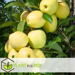 Appelboom-mix - Set van 6 - Malus - Hoogte 60-70cm - ⌀9cm