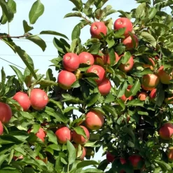 Appelboom-mix - Set van 6 - Malus - Hoogte 60-70cm - ⌀9cm