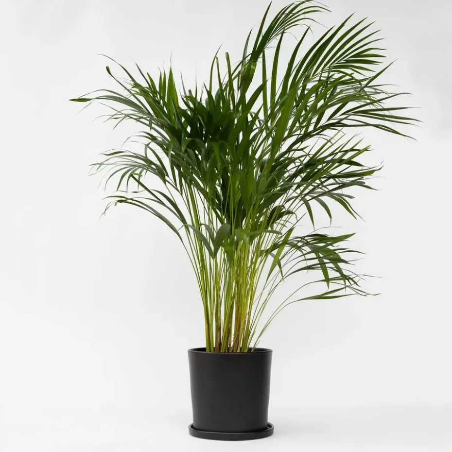 Areca goudpalm - Dypsis lutescens - Hoogte 100-120cm - ⌀21cm