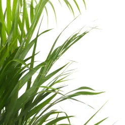 Areca goudpalm - Dypsis lutescens - Hoogte 100-120cm - ⌀21cm