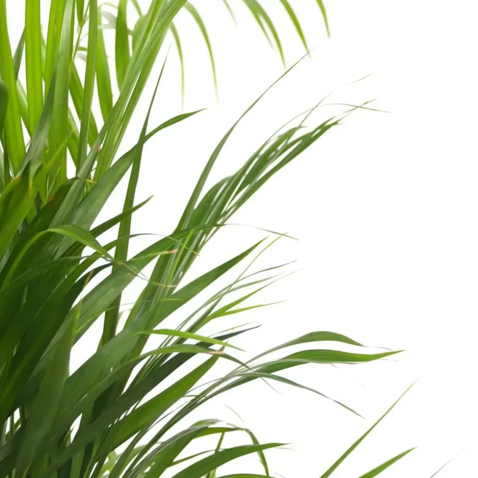 Areca goudpalm - Dypsis lutescens - Hoogte 100-120cm - ⌀21cm