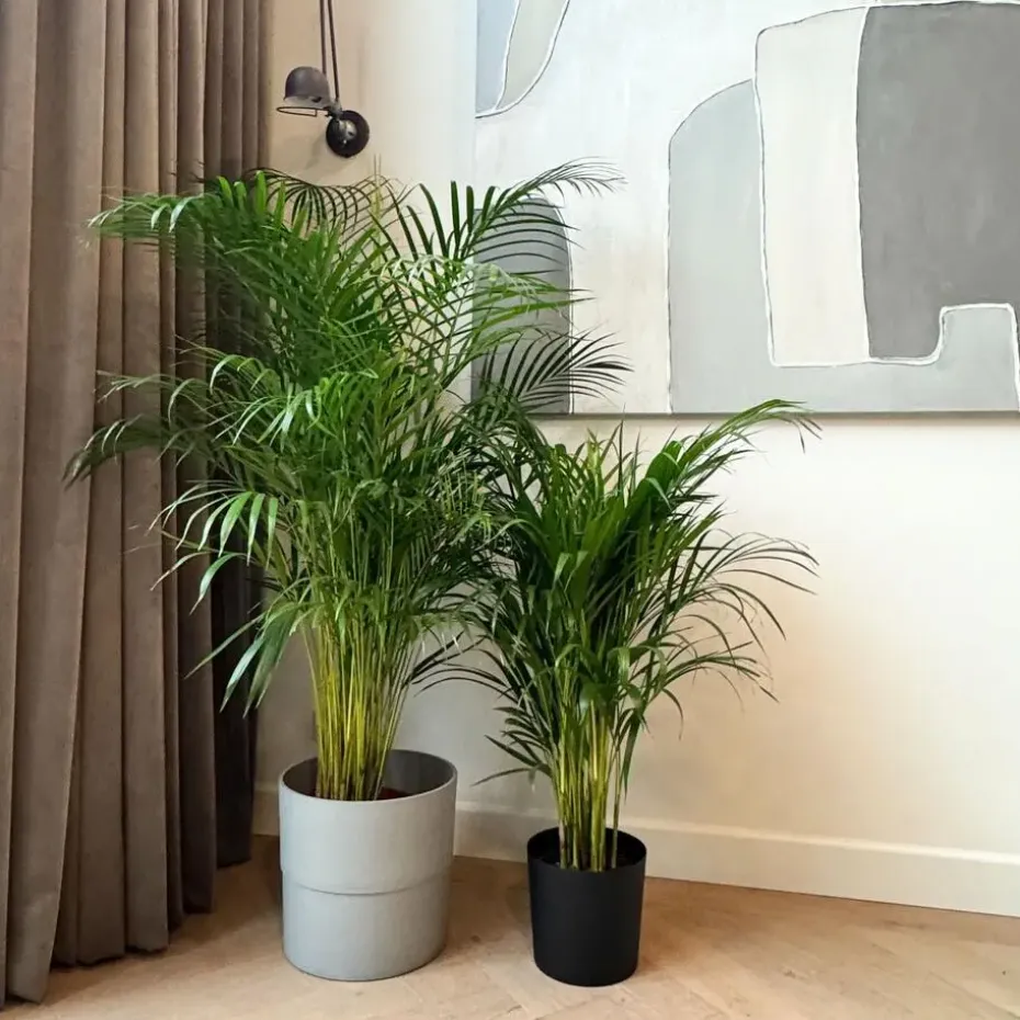 Areca goudpalm - Dypsis lutescens - Hoogte 100-120cm - ⌀21cm