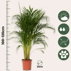 Areca goudpalm - Dypsis lutescens - Hoogte 100-120cm - ⌀21cm