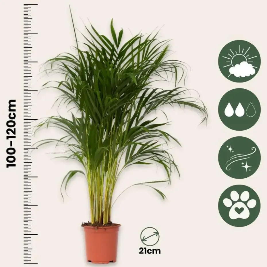 Areca goudpalm - Dypsis lutescens - Hoogte 100-120cm - ⌀21cm