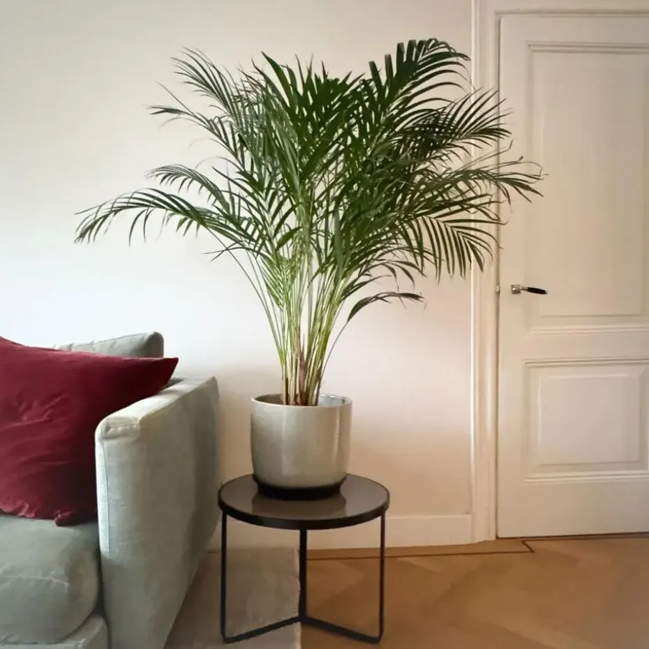 Areca goudpalm - Dypsis lutescens - Hoogte 100-120cm - ⌀21cm