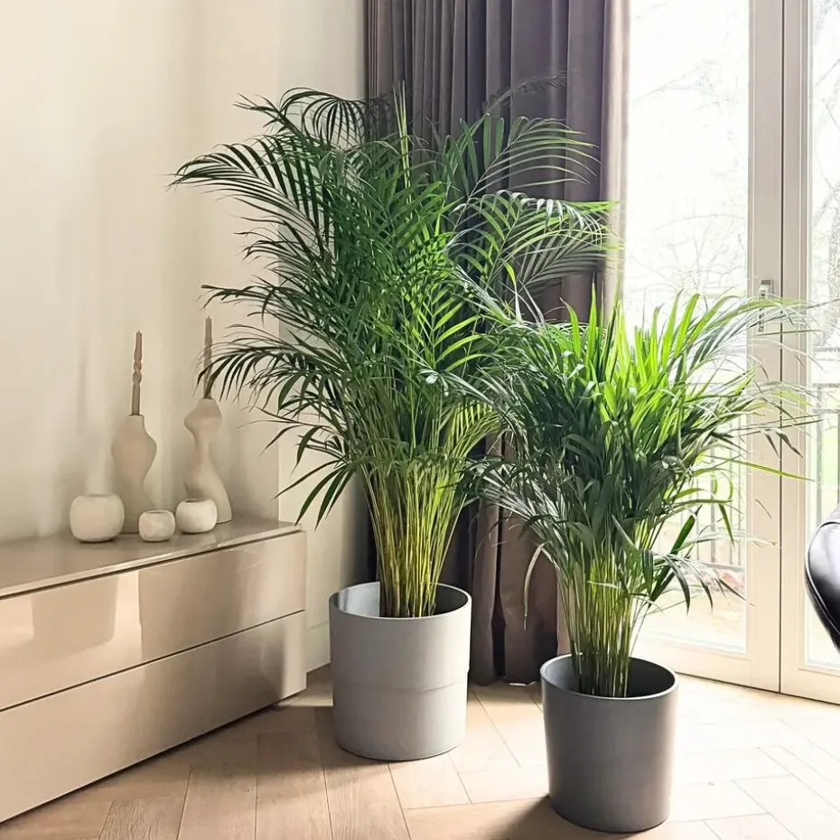Areca goudpalm - Dypsis lutescens - Hoogte 100-120cm - ⌀21cm