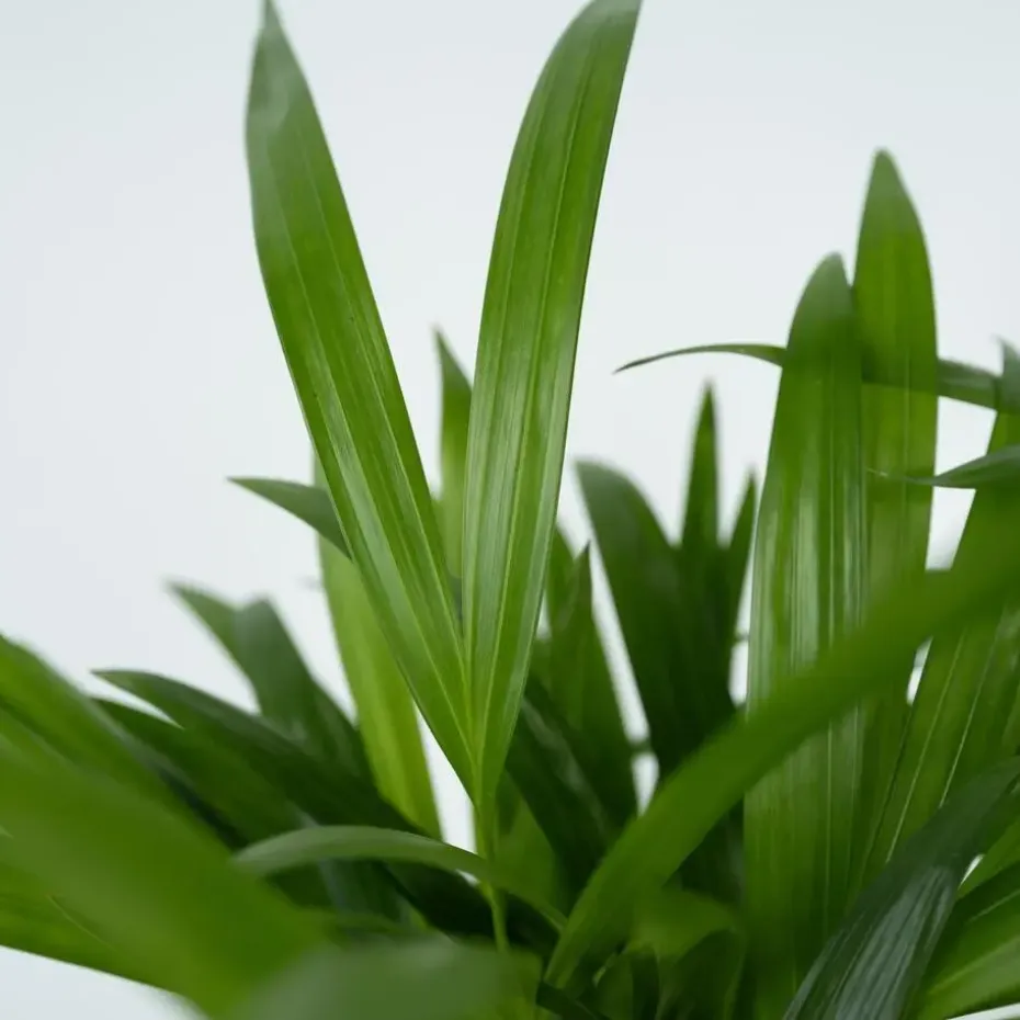 Areca goudpalm - Dypsis lutescens - Hoogte 100-120cm - ⌀21cm