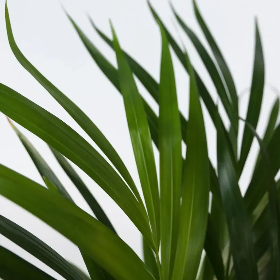 Areca goudpalm - Dypsis lutescens - Hoogte 100-120cm - ⌀21cm