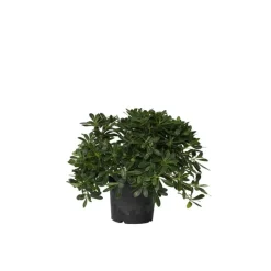 Australische laurier - Pittosporum tobira nanum - Hoogte 30-40cm - ⌀19cm