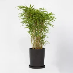 Bamboe - Fargesia nitida 'Gansu' - Hoogte 50-70cm - ⌀17cm
