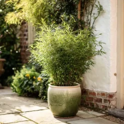 Bamboe - Fargesia nitida 'Gansu' - Hoogte 50-70cm - ⌀17cm