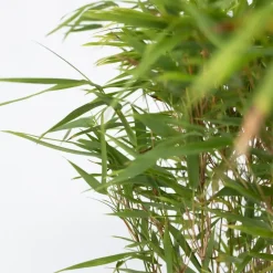 Bamboe - Fargesia nitida 'Gansu' - Hoogte 50-70cm - ⌀17cm