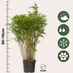Bamboe - Fargesia nitida 'Gansu' - Hoogte 50-70cm - ⌀17cm
