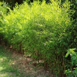 Bamboe - Fargesia nitida 'Gansu' - Hoogte 50-70cm - ⌀17cm