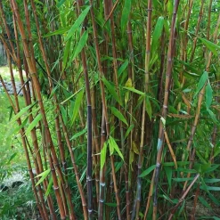Bamboe - Fargesia nitida 'Gansu' - Hoogte 50-70cm - ⌀17cm