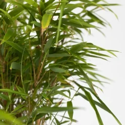 Bamboe - Fargesia nitida 'Gansu' - Hoogte 50-70cm - ⌀17cm