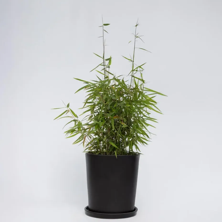 Bamboe - Fargesia nitida 'Red Dragon' - Hoogte 50-70cm - ⌀17cm