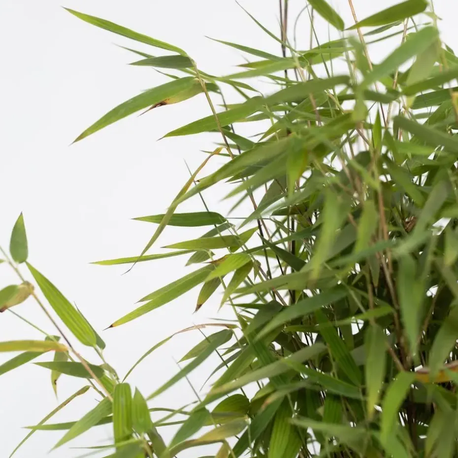 Bamboe - Fargesia nitida 'Red Dragon' - Hoogte 50-70cm - ⌀17cm