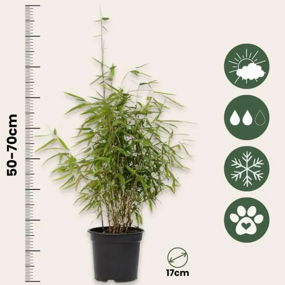 Bamboe - Fargesia nitida 'Red Dragon' - Hoogte 50-70cm - ⌀17cm