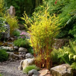 Bamboe - Fargesia nitida 'Red Dragon' - Hoogte 50-70cm - ⌀17cm