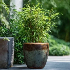 Bamboe - Fargesia nitida 'Red Dragon' - Hoogte 50-70cm - ⌀17cm