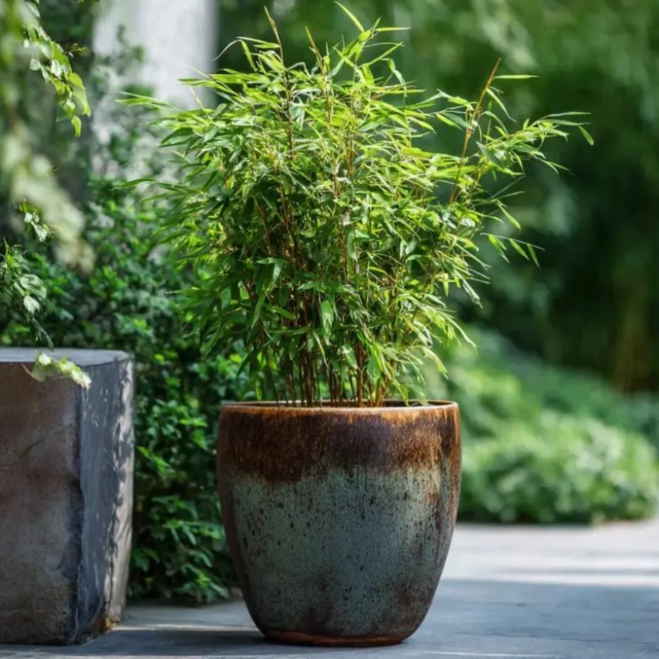 Bamboe - Fargesia nitida 'Red Dragon' - Hoogte 50-70cm - ⌀17cm